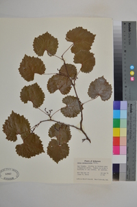 Vitis rotundifolia image