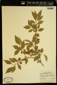 Forestiera acuminata image