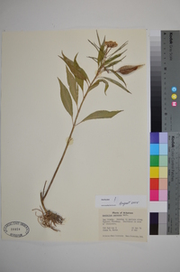 Asclepias perennis image