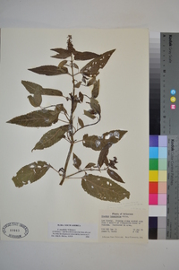 Stachys tenuifolia image