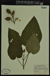 Paulownia tomentosa image