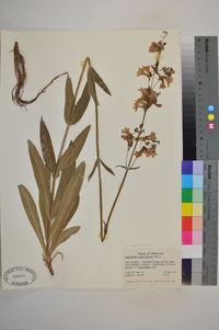 Penstemon tubaeflorus image