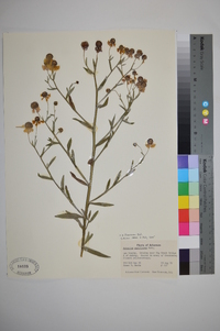 Helenium flexuosum image