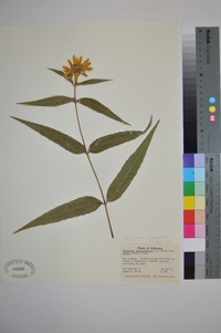 Helianthus hirsutus image