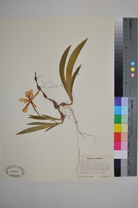 Iris cristata image