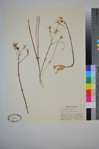 Ornithogalum umbellatum image