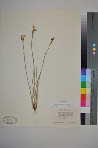 Sisyrinchium campestre image