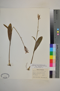 Platanthera clavellata image