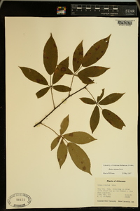 Rubus argutus image