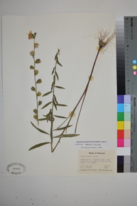 Liatris aspera image