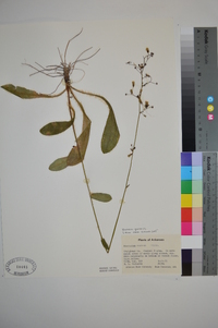 Hieracium gronovii image