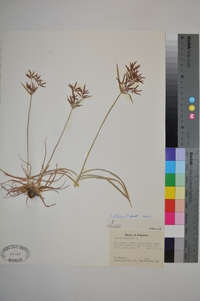 Cyperus rotundus image