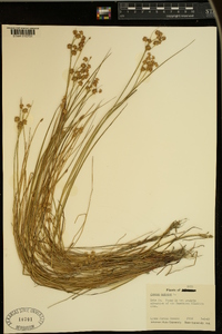 Juncus nodosus image