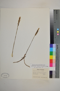 Spiranthes cernua image