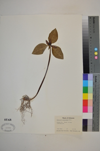 Trillium recurvatum image