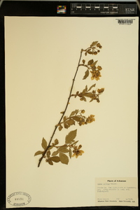 Rubus mollior image