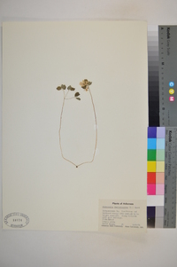 Anemonella thalictroides image