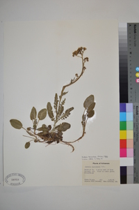 Packera tomentosa image
