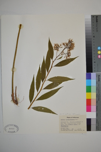 Amsonia tabernaemontana image