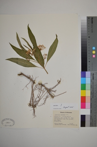 Asclepias perennis image