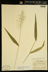 Dichanthelium polyanthes image