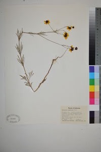 Coreopsis tinctoria image