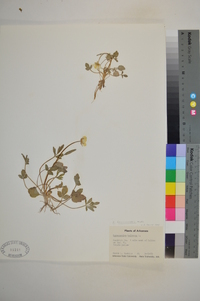 Ranunculus bulbosus image