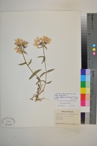 Phlox divaricata subsp. laphamii image