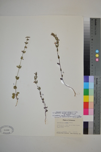 Scutellaria parvula var. australis image