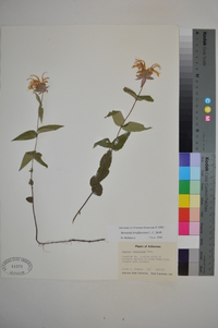 Monarda bradburiana image