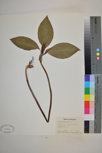 Trillium recurvatum image