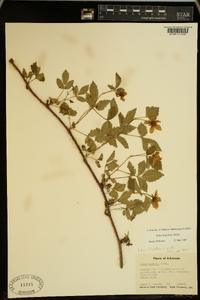 Rubus flagellaris image