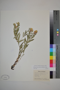 Lithospermum canescens image