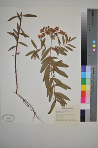 Hypericum sphaerocarpum image