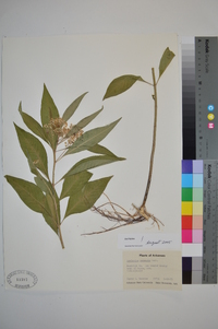 Asclepias perennis image