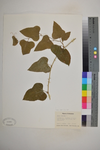 Smilax bona-nox image