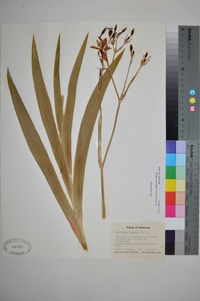 Iris domestica image