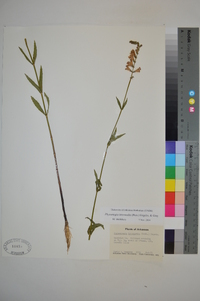 Physostegia intermedia image