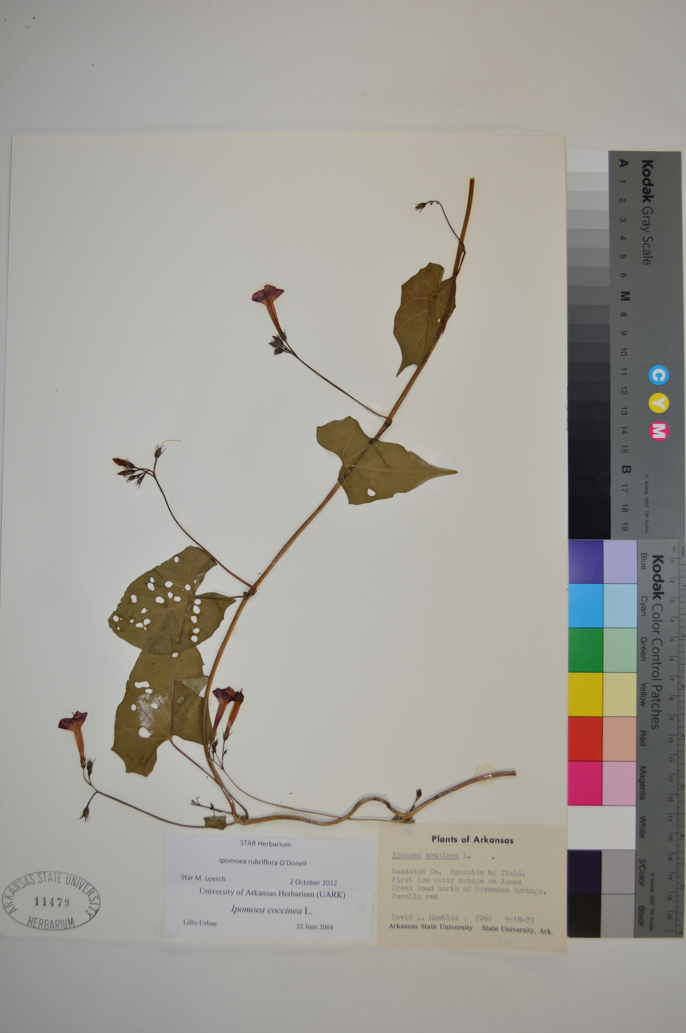 Ipomoea rubriflora image