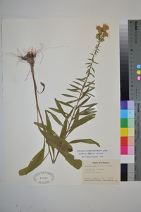 Liatris aspera image