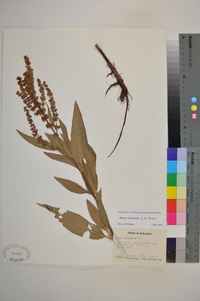 Rumex altissimus image