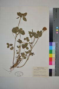 Trifolium pratense var. pratense image