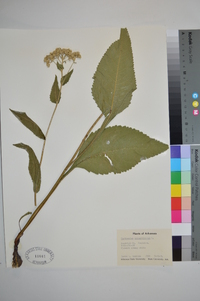 Parthenium integrifolium image