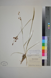 Luzula campestris var. bulbosa image