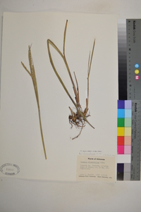 Paspalum floridanum image