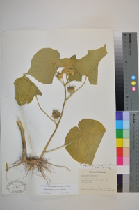 Abutilon theophrasti image