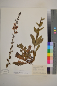 Verbascum blattaria image