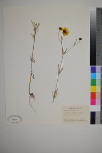 Coreopsis tinctoria image