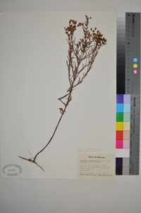 Hypericum sphaerocarpum image