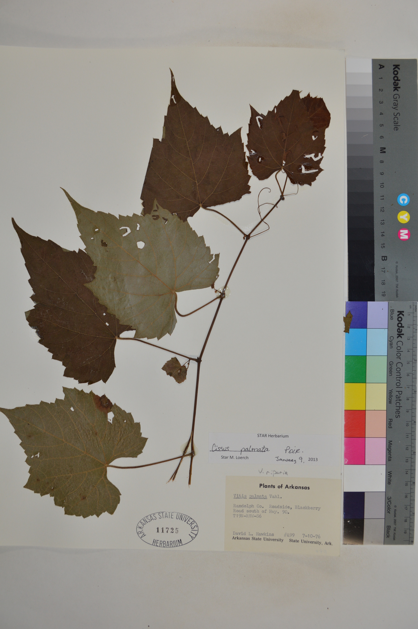Cissus palmata image